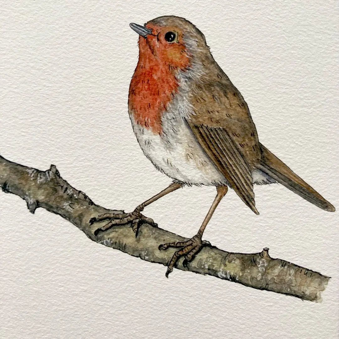 Christmas Robin (Spideog) Nollaig Print - fiadhandfinn