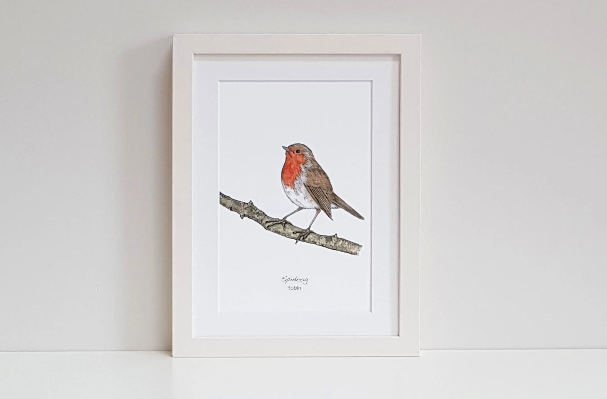 Robin (Spideog) - fiadhandfinn
