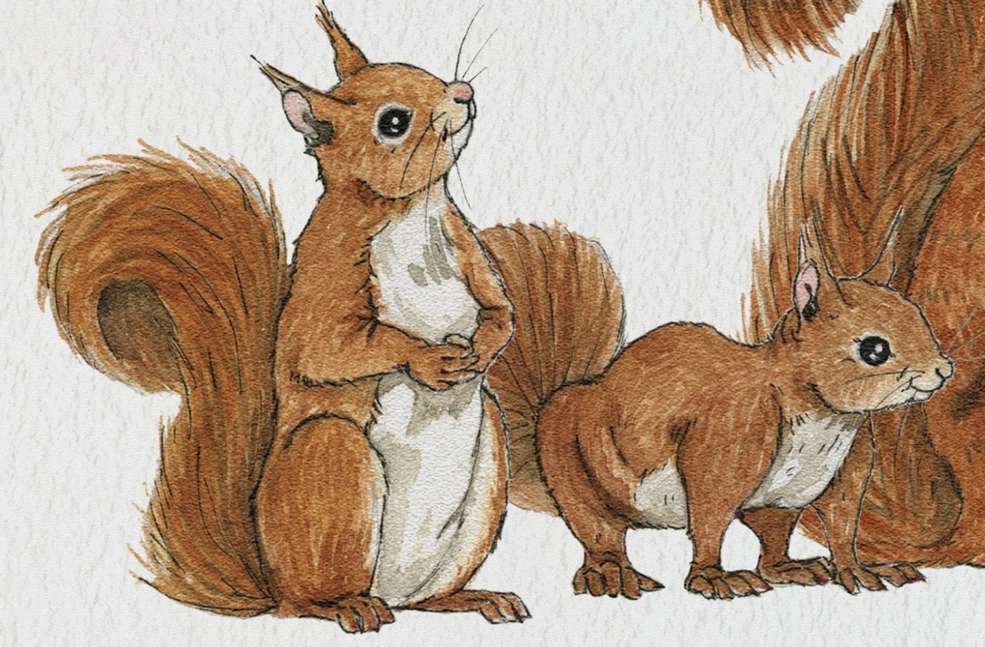 Squirrel Family Personalised Print - fiadhandfinn